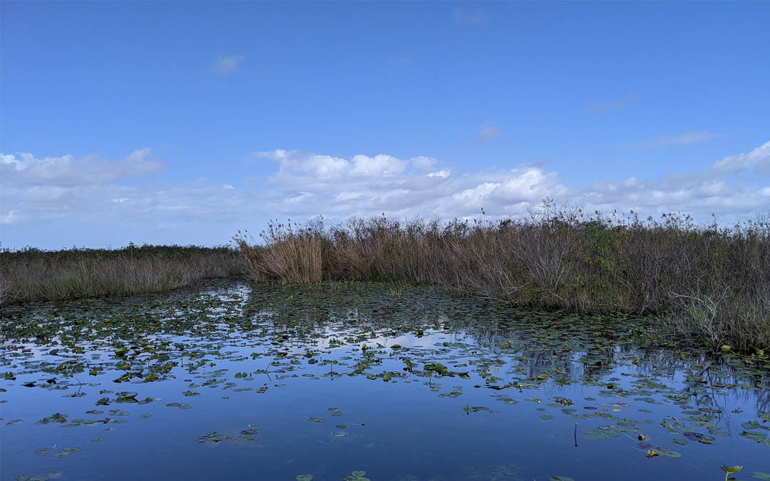 Everglades y un cielo azul
