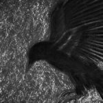 El cuervo (The Raven)