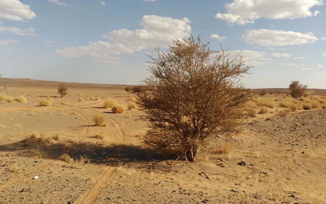 Cinco poemas sobre el desierto