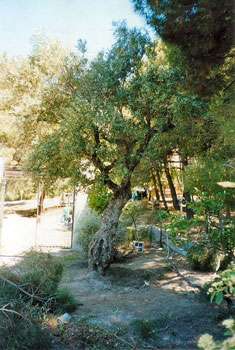 García Lorca Olive Tree