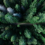 En los bosques de Lituania En los bosques de Lituania (relato)