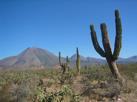 cactus en México